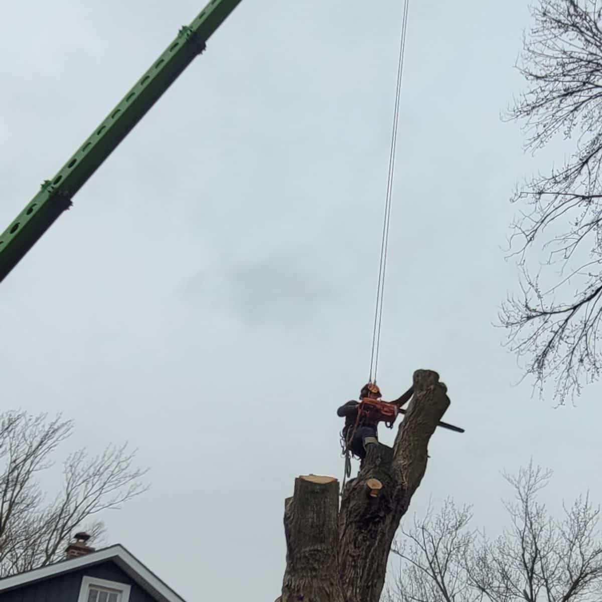 Mobile crane lifting a climber to take down a large trunk beside a house