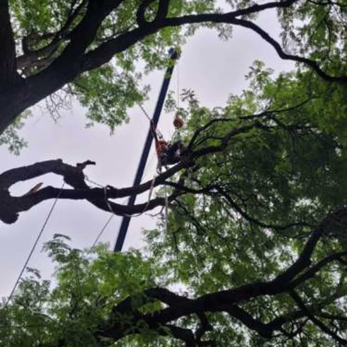 Crane-assisted removal high in a large leafy tree
