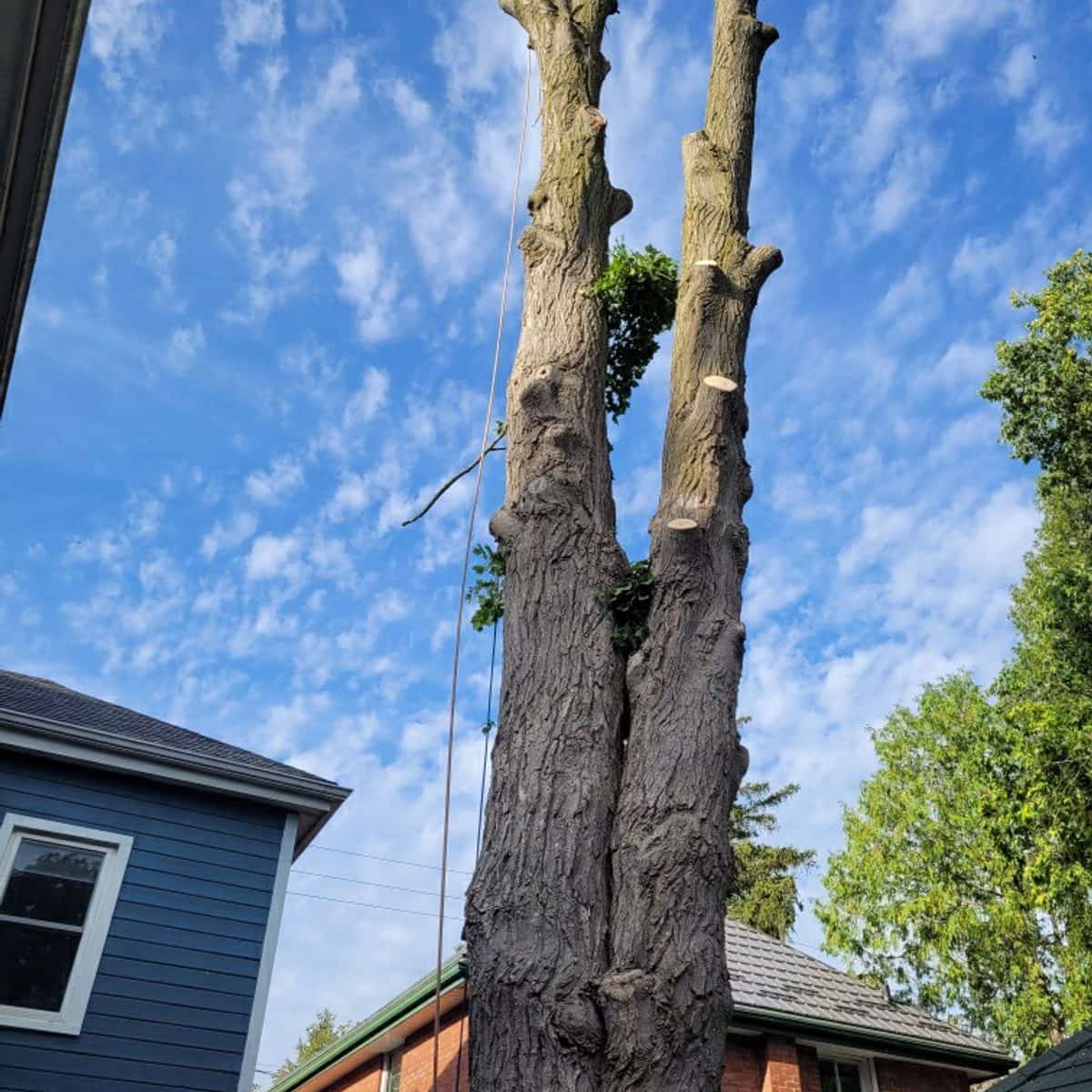 Two tall bare spars ready for removal beside a house
