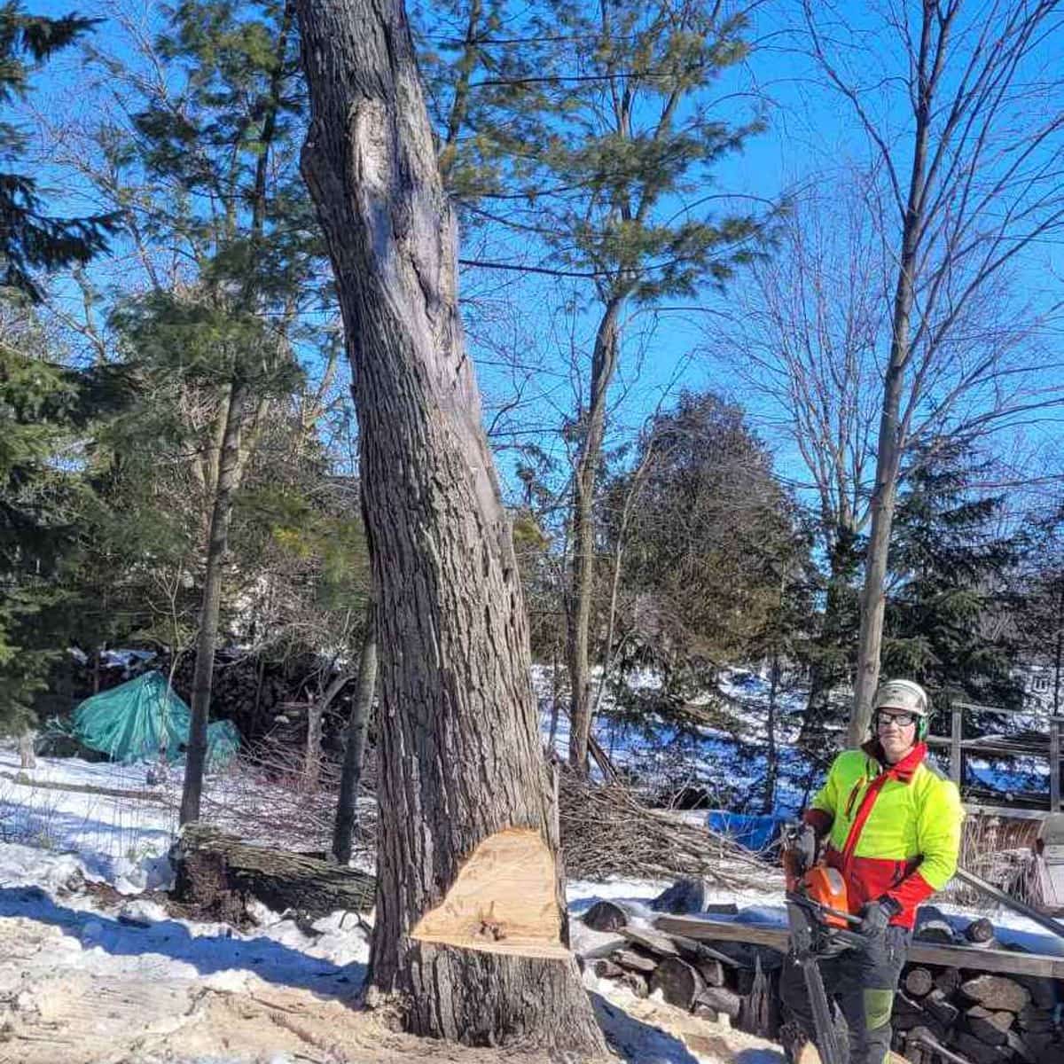 Certified climber roped high in a tall tree