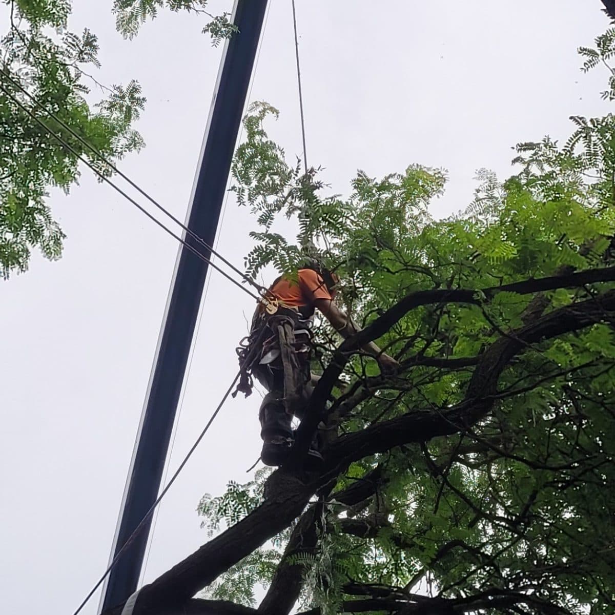 Certified climber roped into a tree, working carefully near hydro lines