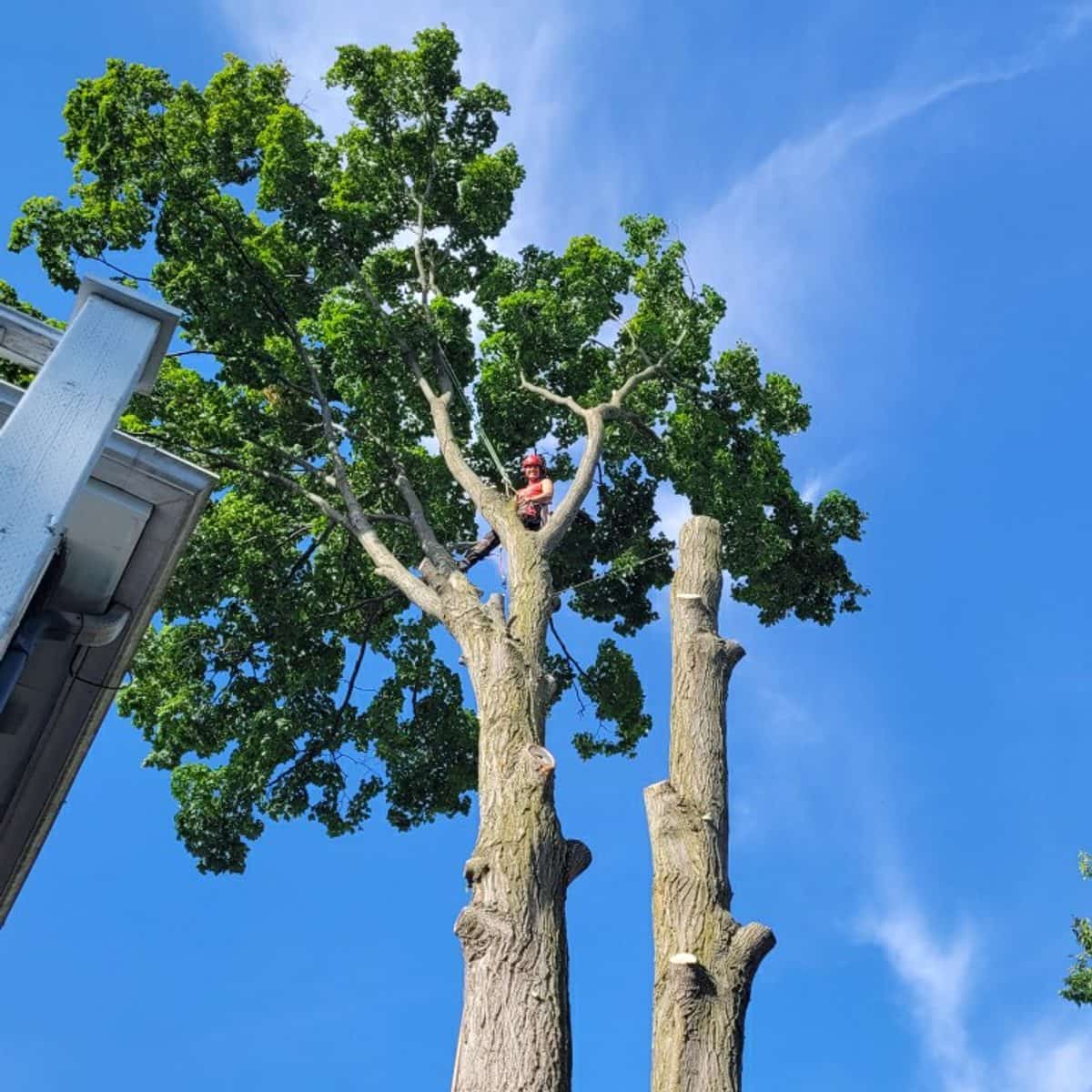 Certified Climber high in a large two-trunk maple against a blue sky