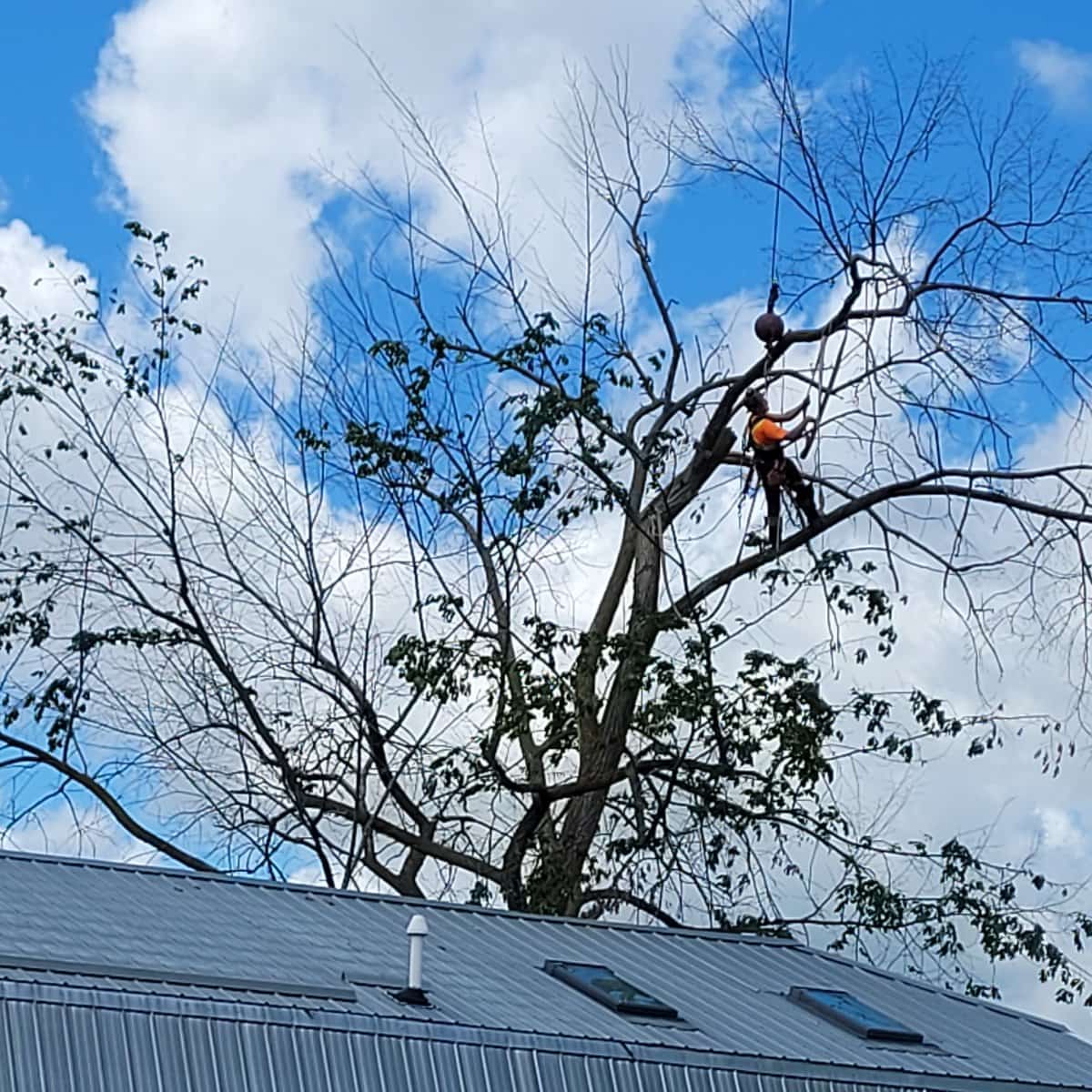 Beaver Tree Removal job photo